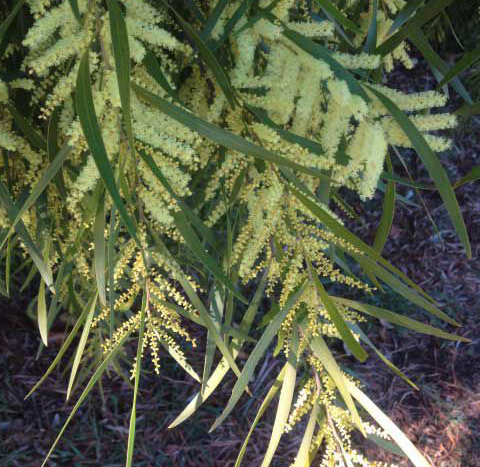 Acacia Floribunda tube