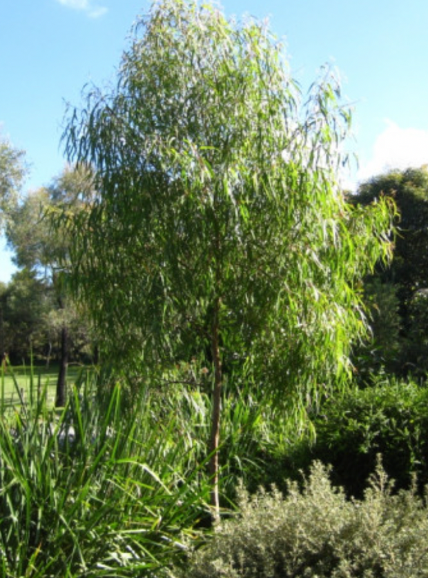 Corymbia citriodora 'scentuous' 250mm