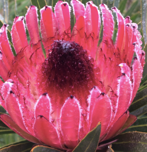 Protea Juliet 200mm