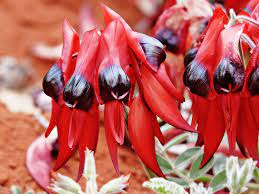 Swainsona Sturt's Desert Pea 140mm