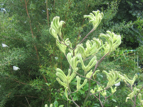 Anigozanthos flavidus lime 140mm