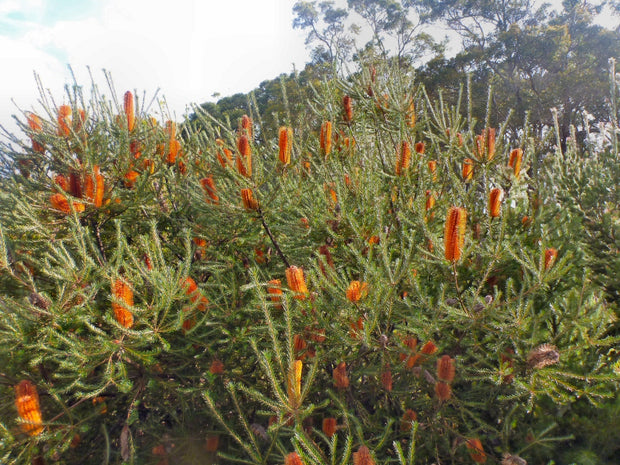 Banksia Ericifolia 250mm