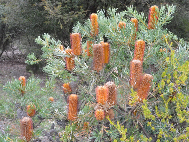 Banksia spinulosa ‘Honey Pots’ 140mm