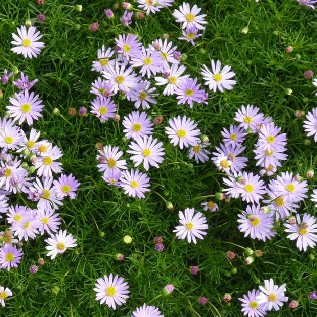 Brachyscome Rock Daisy 'Mauve Delight' 140 mm