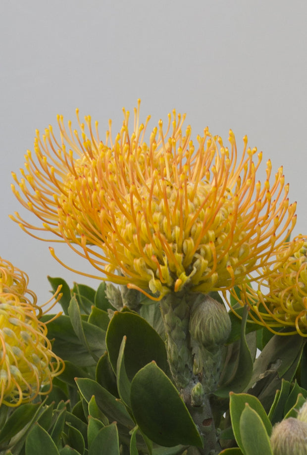 Leucospermum 'Carnival Yellow'250mm