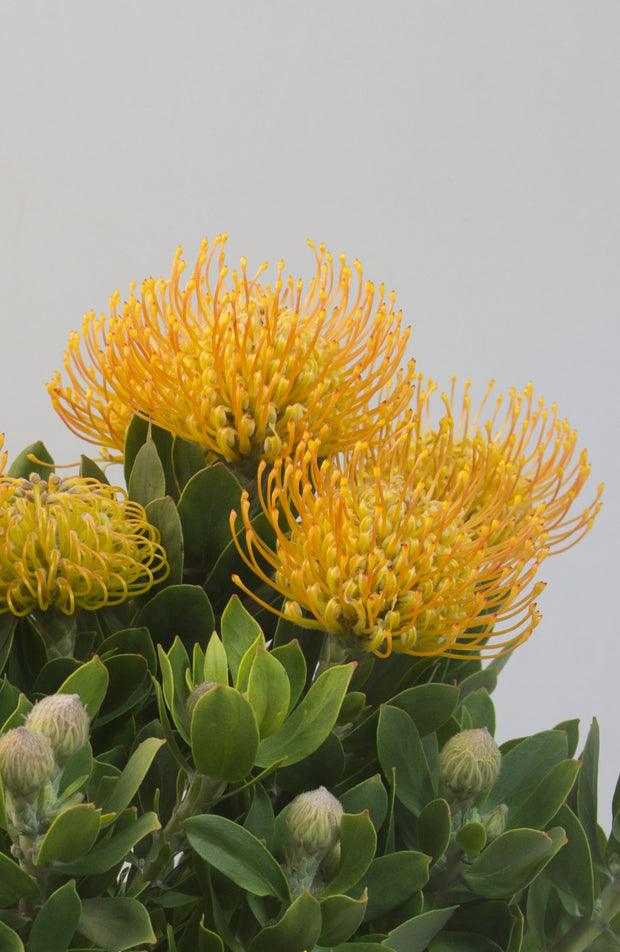 Leucospermum 'Carnival Yellow'250mm