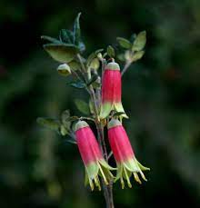 Correa Reflexa ' low dwarf Form' 140mm