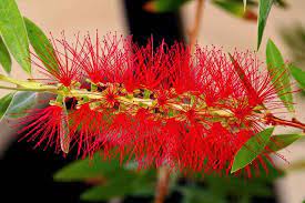 Callistemon viminalis 'Captain Cook' 250 mm