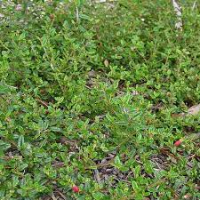 Correa Decumbens 140mm