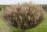 Hakea invaginata 140mm