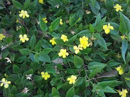 Goodenia ovata Gold Cover 140mm