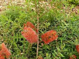 Melaleuca hypericifolia 'Ulladulla Beacon' 180mm