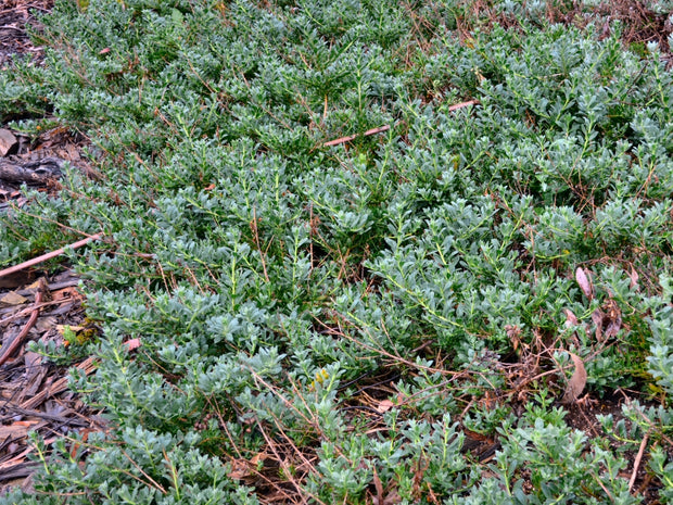 Eremophila 'Purple Carpet' 140mm