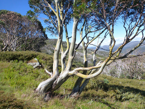 Eucalyptus Pauciflora 'Snow Gum' 250mm