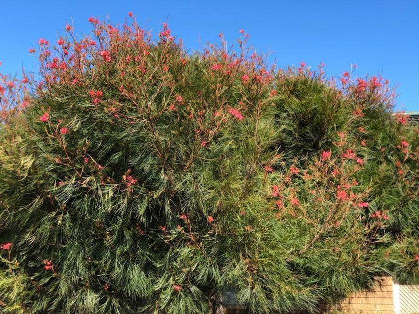 Grevillea Elegance 200mm – Great Ocean Road Nursery ABN 61907322965