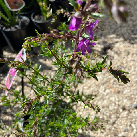 Prostanthera Crocodile Mint 200mm