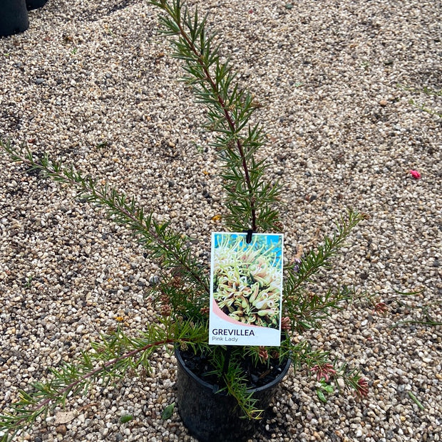 Grevillea Prostrate Pink Lady 140mm