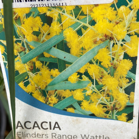 Acacia Iteaphylla 'Flinders range wattle' 200mm
