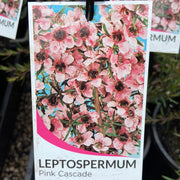 Leptospermum cascade pink Tube