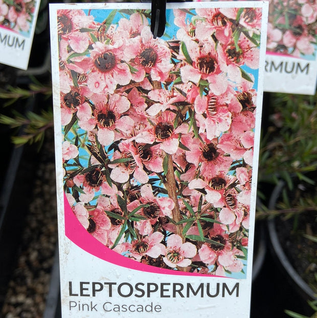 Leptospermum cascade pink Tube