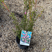 Kunzea affinis 140mm