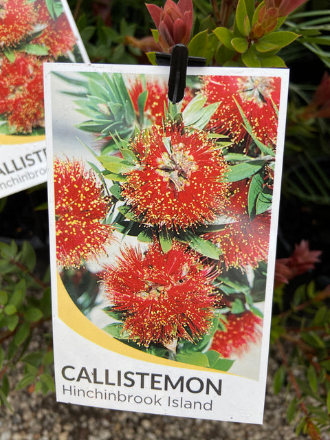 Callistemon Hinchinbrook 140mm – Great Ocean Road Nursery ABN 61907322965