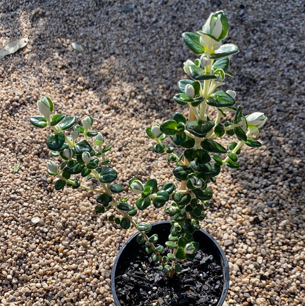 Pimelea nivea 200mm