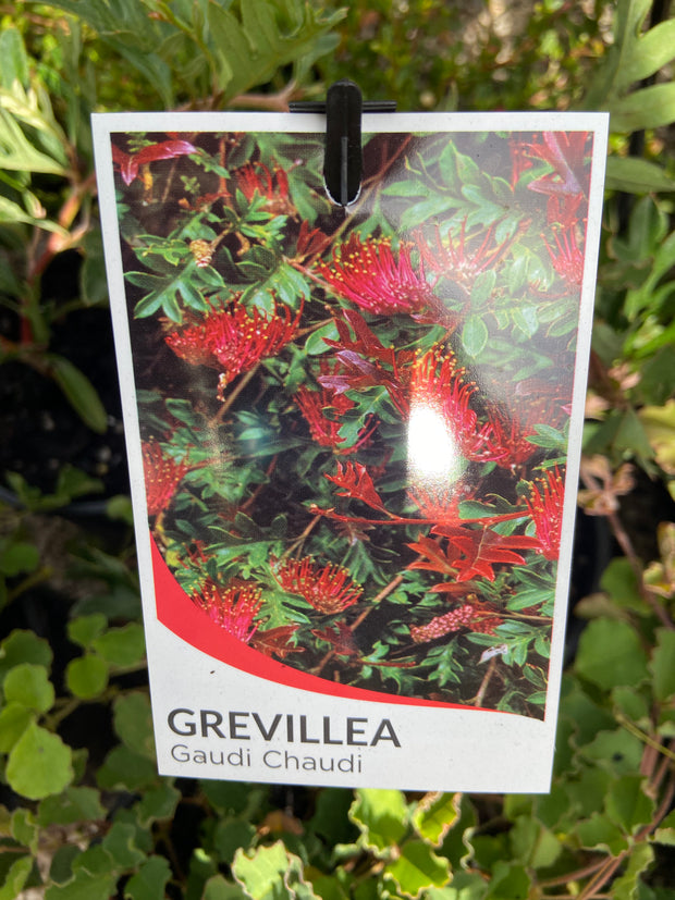 Grevillea 'Gaudi Chaudi' 140mm