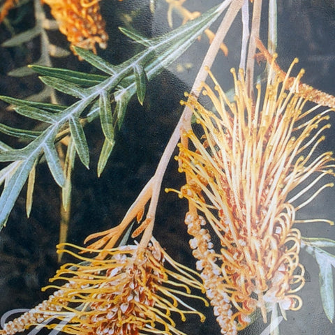 Grevillea Poorinda Anticipation 140mm