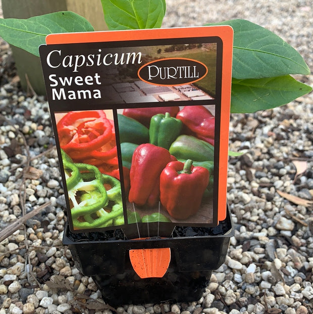 Capsicum ‘Sweet Mama’ - Purtill maxi