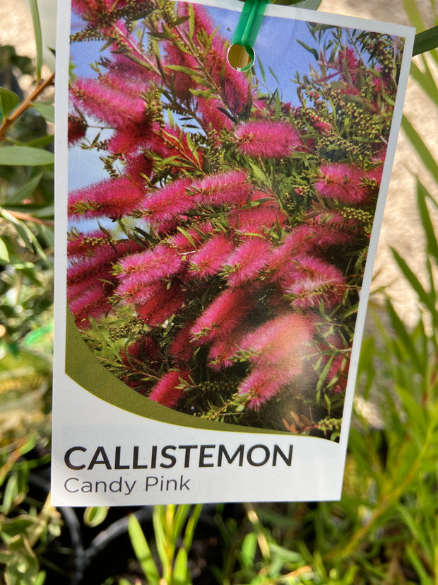 Callistemon 'Candy Pink' 200mm