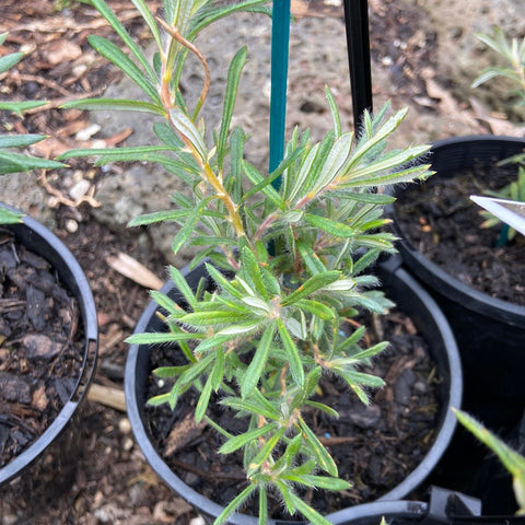 Dryandra carlinoides 140mm