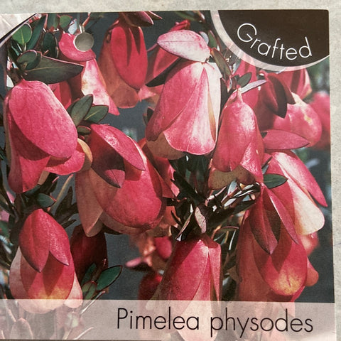 Pimelea physodes 175mm