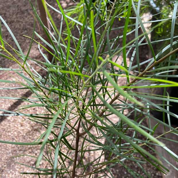 Acacia Floribunda 200mm