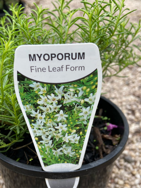 Myoporum fine leaf form white 140mm