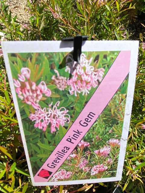 Grevillea 'Pink Gem' 200mm