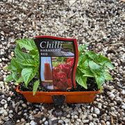 Chilli ‘Habanero red’ - Purtill