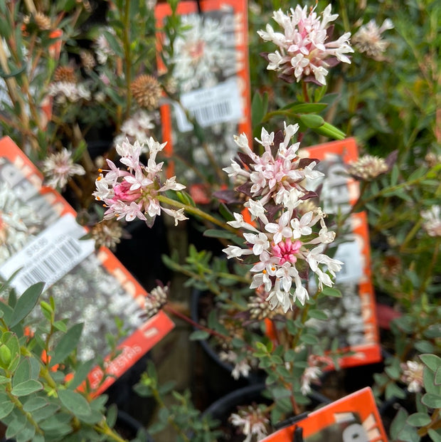 Pimelea sylvestris 140mm