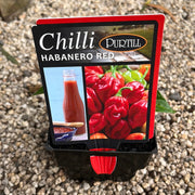 Chilli ‘Habanero red’ - Purtill Maxi