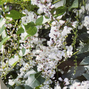 Hardenbergia violacea alba 140mm