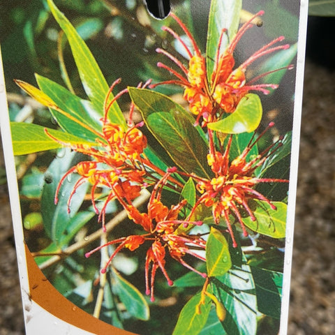 Grevillea Orange Marmalade 140mm