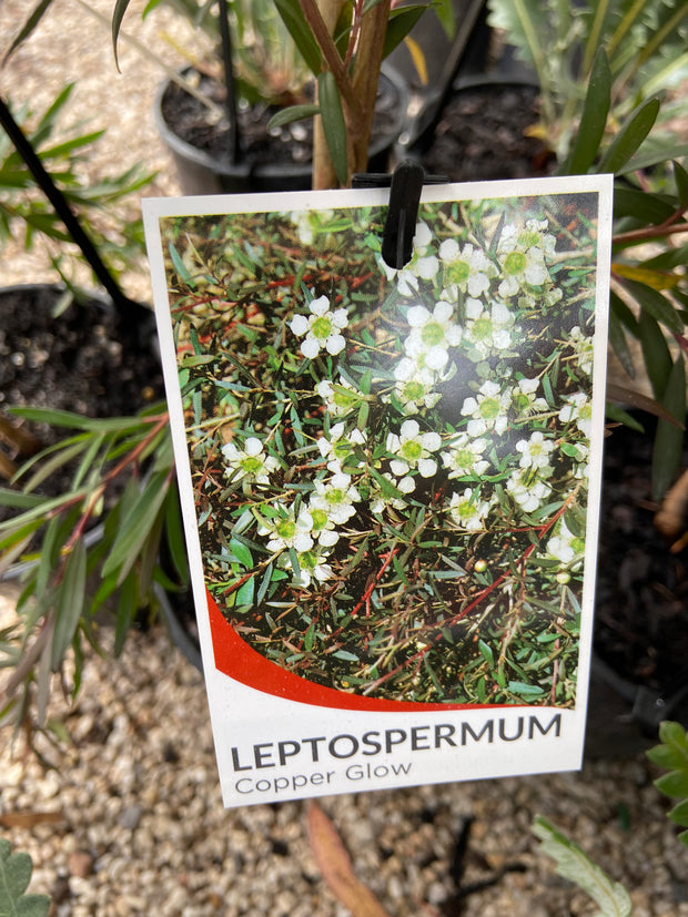 Leptospermum 'Copper Glow' 300