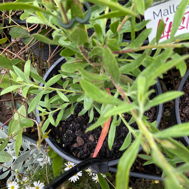 Eremophila Mallee Lipstick 140mm