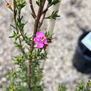 Kunzea affinis 140mm