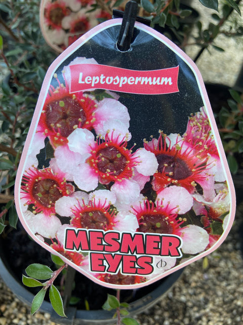 Leptospermum mesmer eyes 200mm