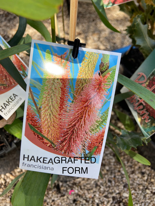 Hakea Francissiana 'Intensity' grafted 200mm