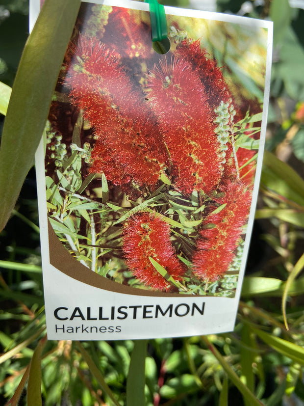 Callistemon Harkness 140 mm