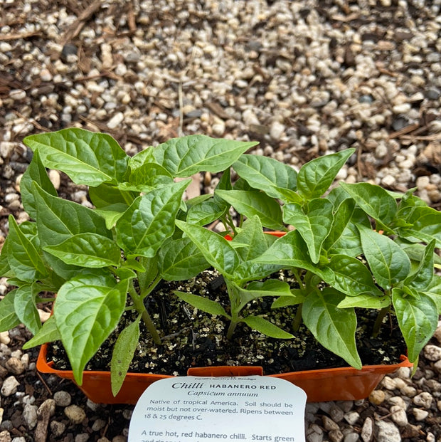 Chilli ‘Habanero red’ - Purtill