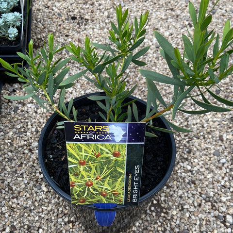 Leucadendron bright eyes 180mm