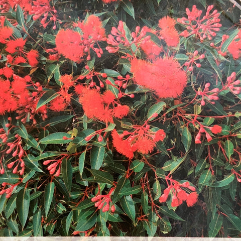 Corymbia ficifolia ‘Baby Orange’ Grafted Gum 200mm